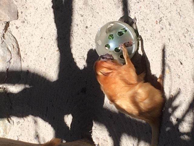 Symbio Wildlife Park - Thursday 15th October, 2020 Image -5f8d03b86af2e